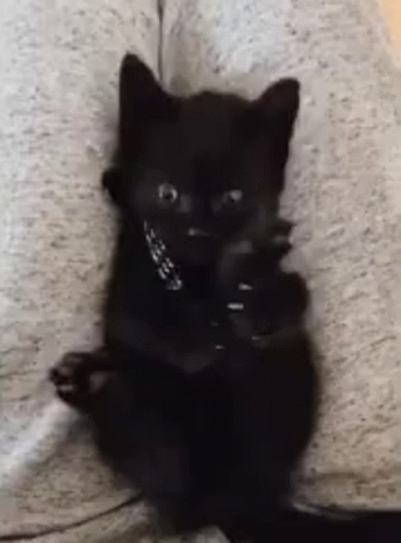 Kitten Licking GIF