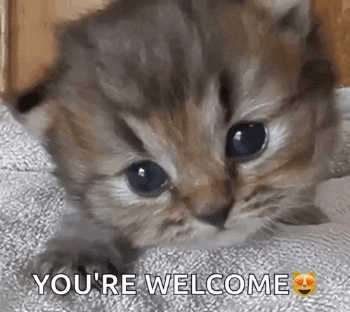 Kitten Meowing GIF