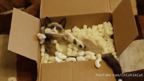 Kitten Packing GIF