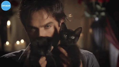 Kittens The Vampire Diaries GIF