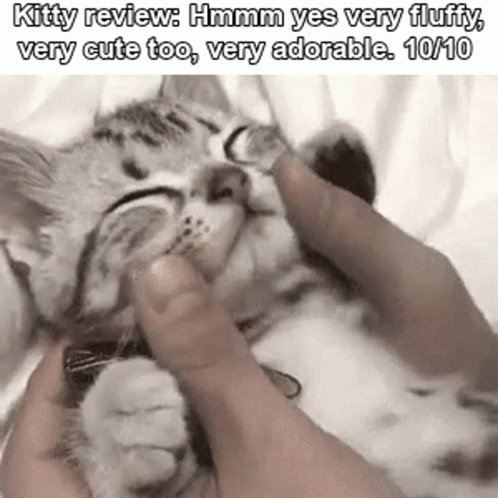 Kitty Cat GIF