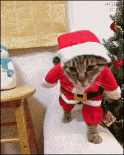 Kitty Cat GIF