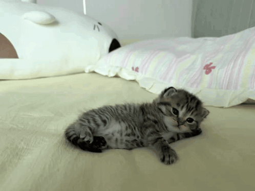 Kitty Cat GIF
