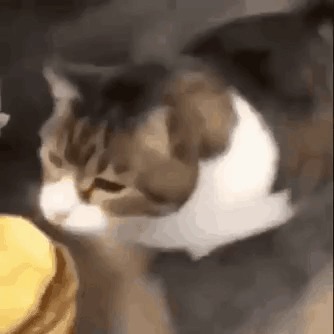 Kitty Cheese Burger GIF