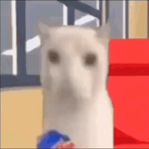 Kitty Chips GIF