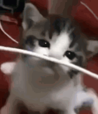 Kitty Explosion GIF
