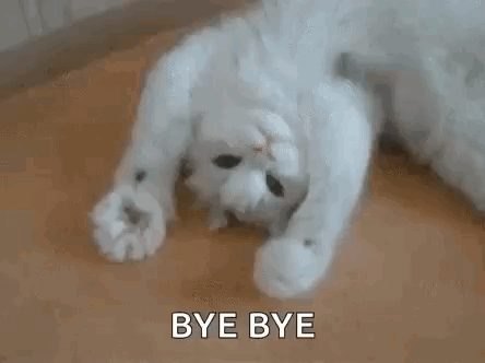 Kitty Highkitten GIF
