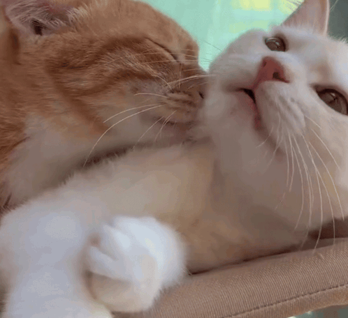 Kitty Kiss Kitten Love GIF