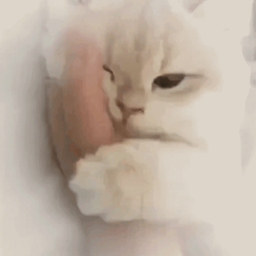 Kitty Kitten GIF