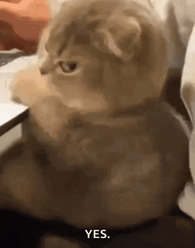 Kitty Kitty Stare GIF