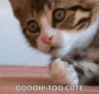 Kitty Oh GIF