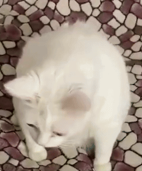 Kitty Puke Vomit GIF