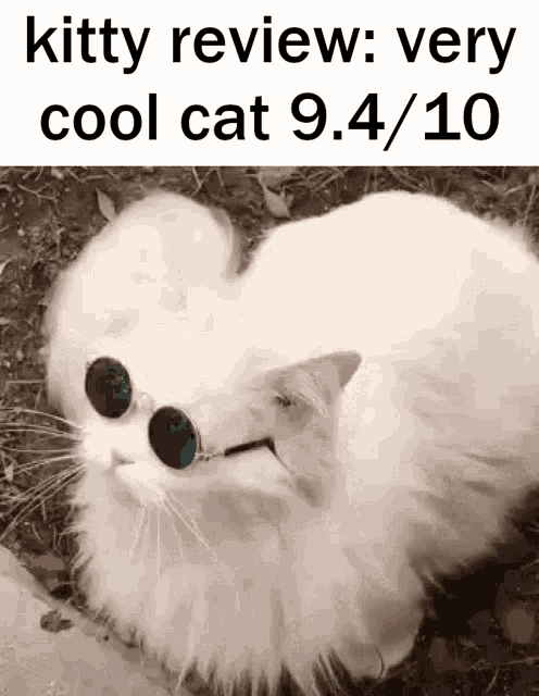 Kitty Review Sunglasses GIF