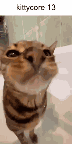 Kittycore Cat GIF