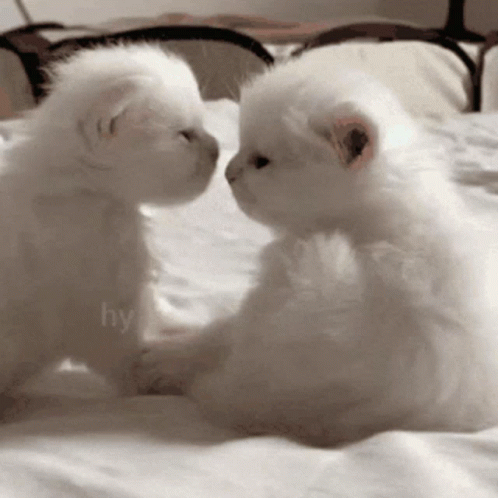 Kittykiss Little Kitty GIF