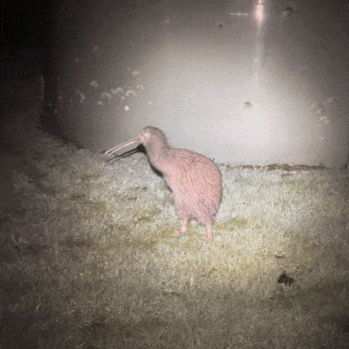 Kiwi Kiwi Bird GIF