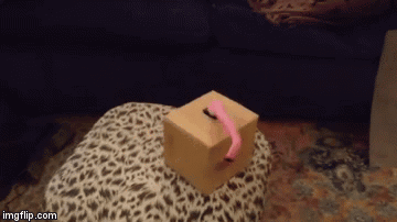 Knife Box GIF