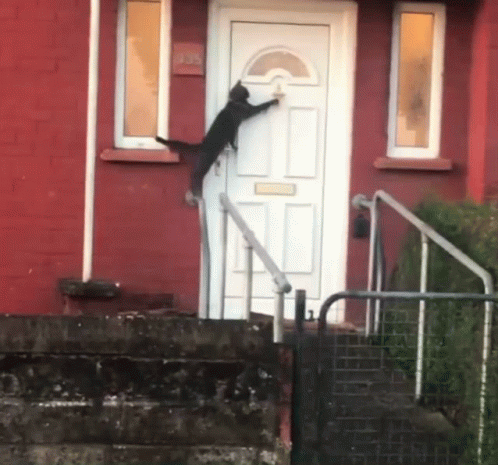 Knock Knock Cat Knock Door GIF