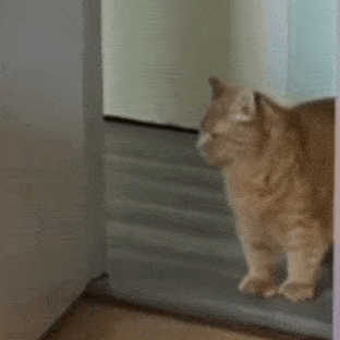 Knock Knock Knocking GIF