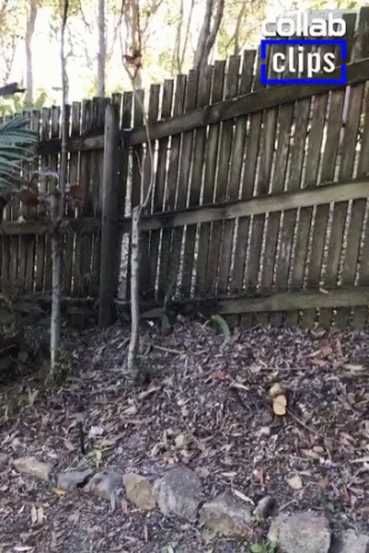 Knocked Slammed Onto The Fence GIF
