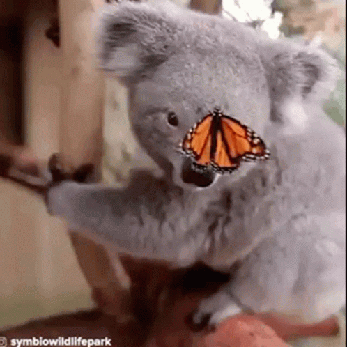 Koala Cute GIF