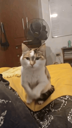 Kuky Kuky Oficial GIF