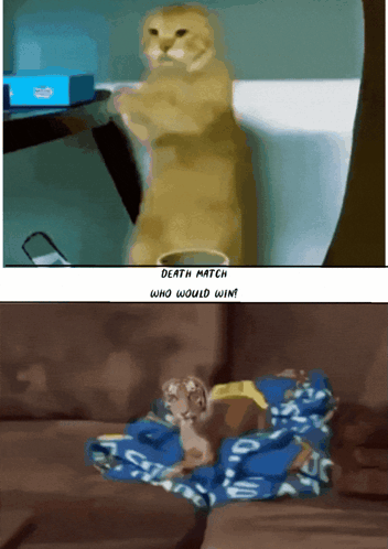Kung Fu Cat Tiger Dog GIF