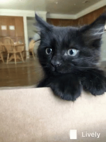 Kunt Black Kunt GIF