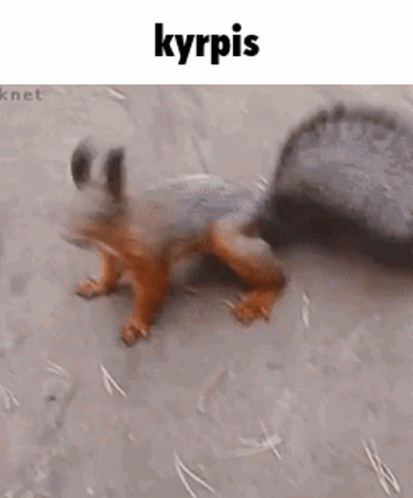 Kyrpis Orava GIF