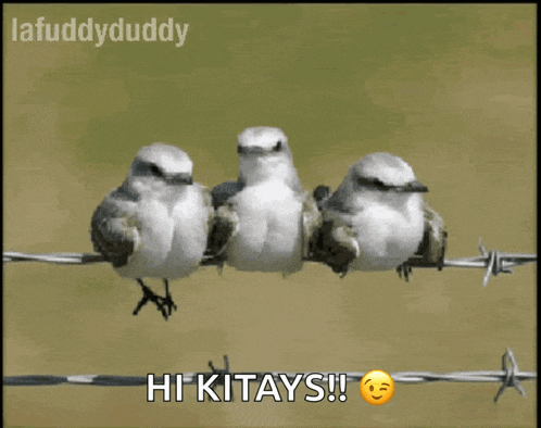 Lafuddyduddy Dangling GIF