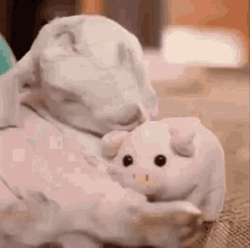 Lamb Love GIF