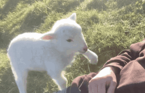 Lamb Me GIF