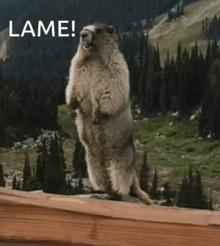 Lame Marmot Lame GIF