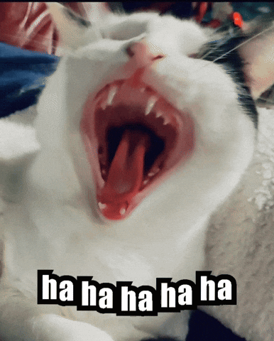 Laughing Cat GIF