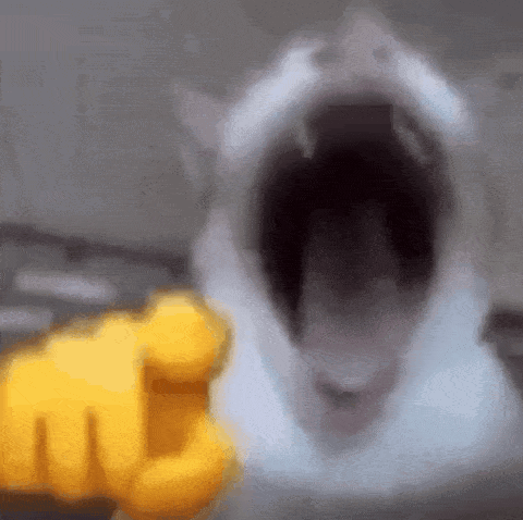 Laughing Cat Haha Cat GIF