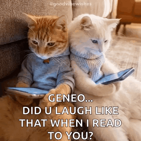 Laughing Cats GIF