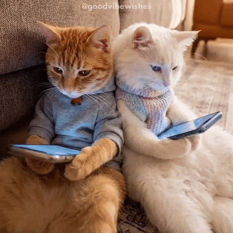 Laughing Cats GIF