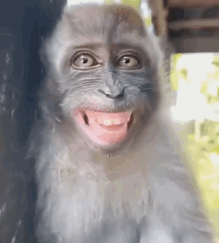 Laughing Laughing Monkey GIF