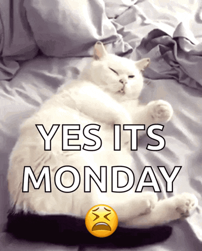 Lazy Cat Sleepy GIF