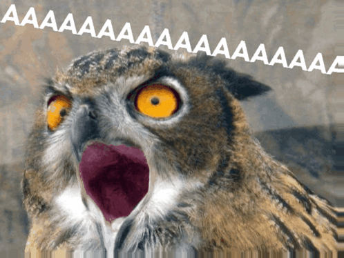 Ledkin57 Chouette Crie GIF