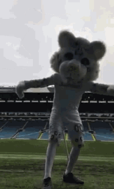 Leeds Kop Cat GIF