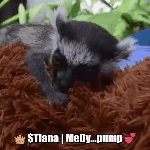 Lemurs Zoo GIF