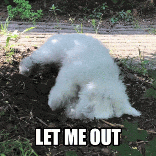 Let Me Out Trapped GIF