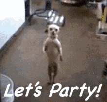 Let'S Party Happy GIF