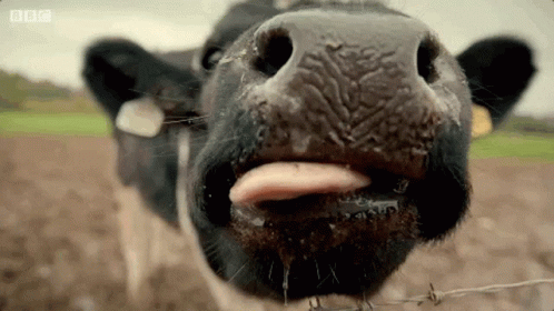 Lick Tongue GIF