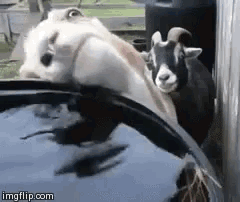 Lick Water GIF