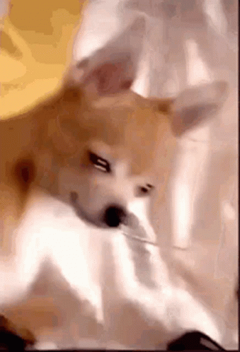 Likeyouneverdo Crying Chiwawa GIF
