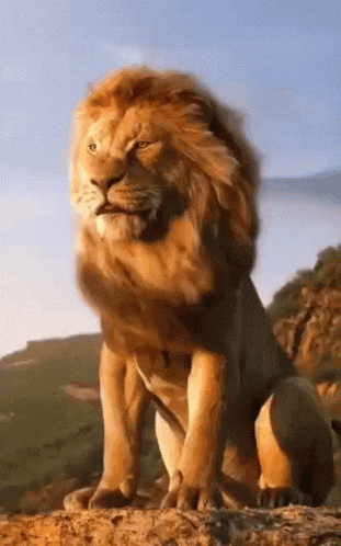 Lion Roar GIF