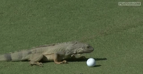 Lizard Golf - Golf GIF