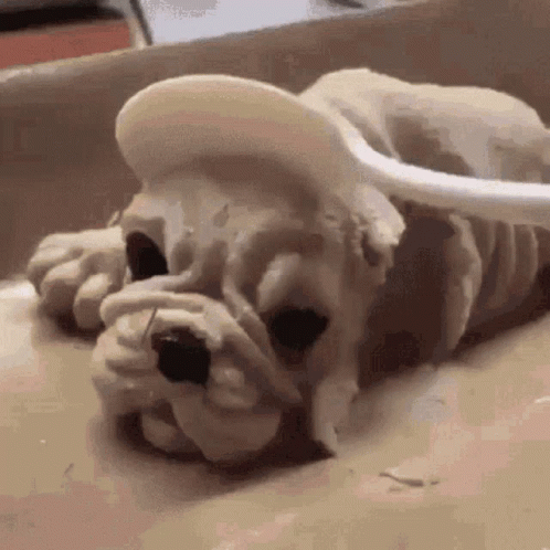 Lol How Do Animals Fell When We Hit Dogs GIF